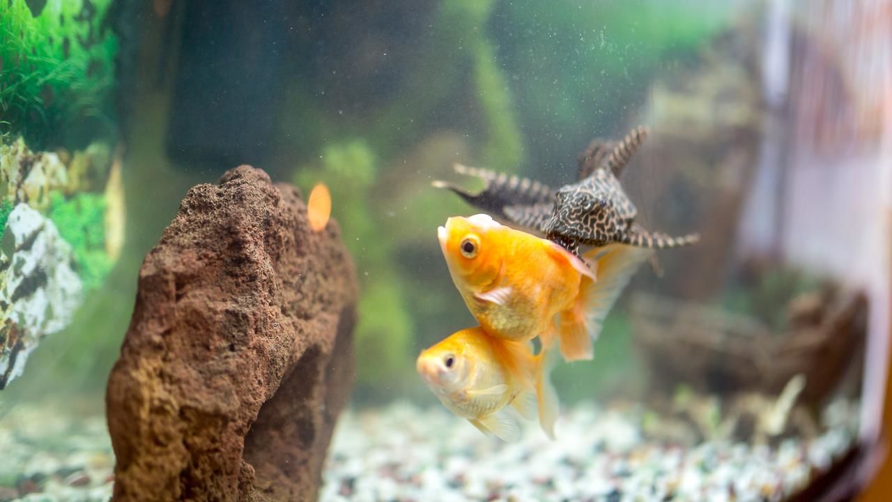 Отель Aribe Клайпеда-34